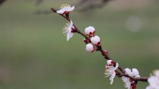 Kayısı üreticinin 'don' endişesi