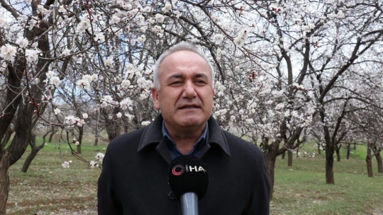 Kayısı üreticinin 'don' endişesi