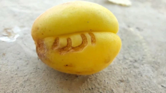 Kayısıda Arapça 'Allah' yazısı