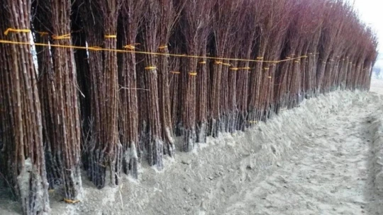 Kayısıda fiyatlar yükseldi, fidan satışları arttı