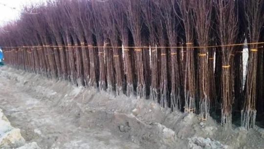 Kayısıda fiyatlar yükseldi, fidan satışları arttı