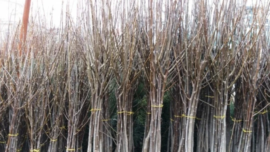 Kayısıda fiyatlar yükseldi, fidan satışları arttı