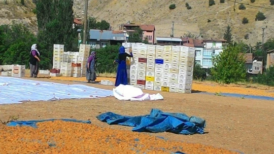 Kayısıda hasadın sonuna gelindi