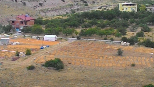 Kayısıda hasadın sonuna gelindi