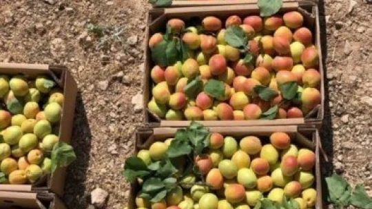 Kayısıda hasadın sonuna gelindi