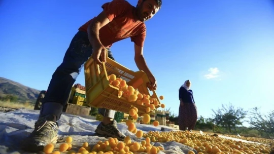 Kayısıda ilk 10 ayda 207 milyon dolar gelir