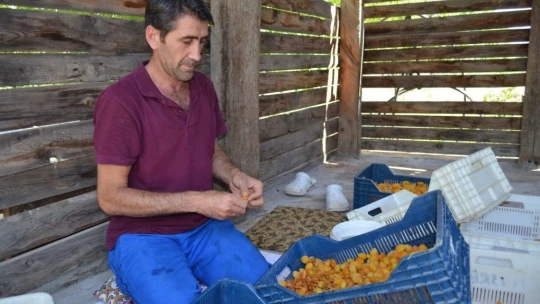 Kayısıda patik dönemi başladı