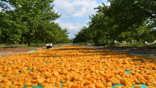 Kayısıda patik dönemi başladı
