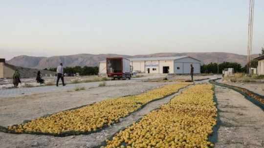 Kayısının katma değeri artacak