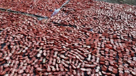 Kaynarca kırmızıya büründü