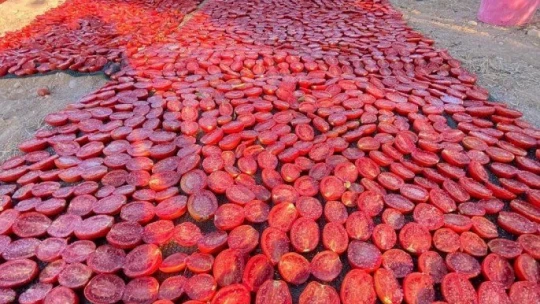 Kaynarca kırmızıya büründü