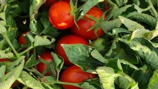 Kaynarca kırmızıya büründü