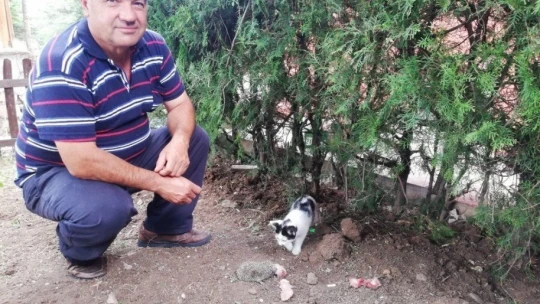 Kedi, yavru kirpiye sahip çıktı