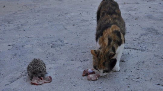 Kedi, yavru kirpiye sahip çıktı