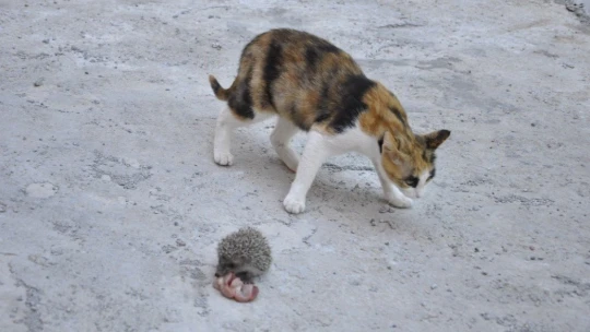 Kedi, yavru kirpiye sahip çıktı