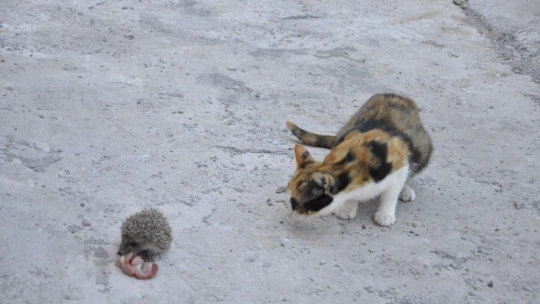 Kedi, yavru kirpiye sahip çıktı