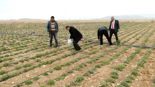 Kekik üreten kadınlar, hasat edilmeden pazar buldu