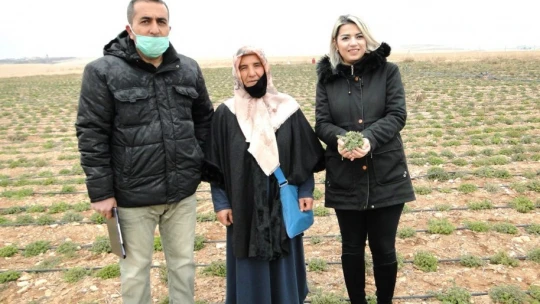 Kekik üreten kadınlar, hasat edilmeden pazar buldu