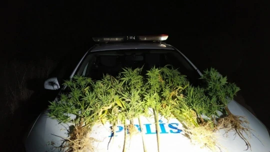 Keneviri korumak için iki pitbull köpek beslediler