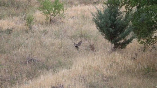 Keneyle mücadelede etkin rol oynayan keklikler, doğaya salındı