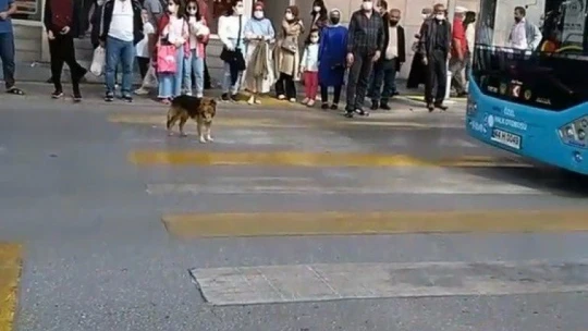 Kırmızı ışıkta bekleyip yeşil ışıkta geçen köpek görenleri şaşırtıyor