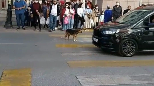 Kırmızı ışıkta bekleyip yeşil ışıkta geçen köpek görenleri şaşırtıyor