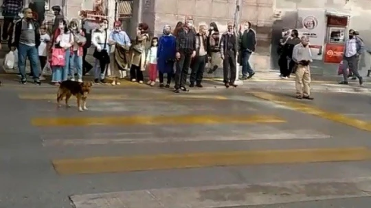 Kırmızı ışıkta bekleyip yeşil ışıkta geçen köpek görenleri şaşırtıyor