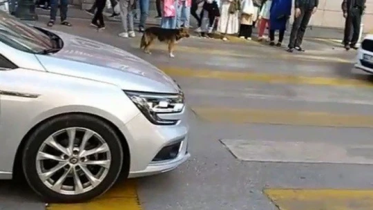 Kırmızı ışıkta bekleyip yeşil ışıkta geçen köpek görenleri şaşırtıyor