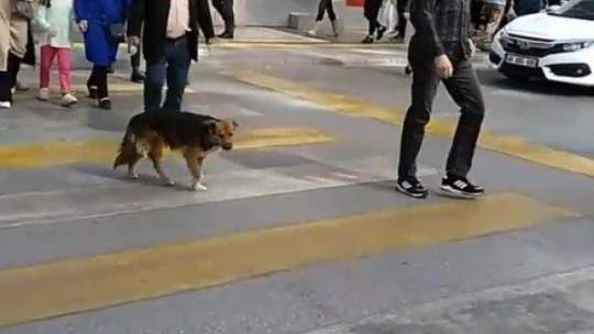 Kırmızı ışıkta bekleyip yeşil ışıkta geçen köpek görenleri şaşırtıyor