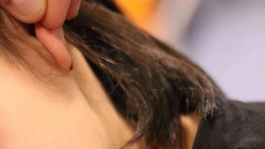 Kulağına kene yapışan küçük çocuk hastaneye kaldırıldı