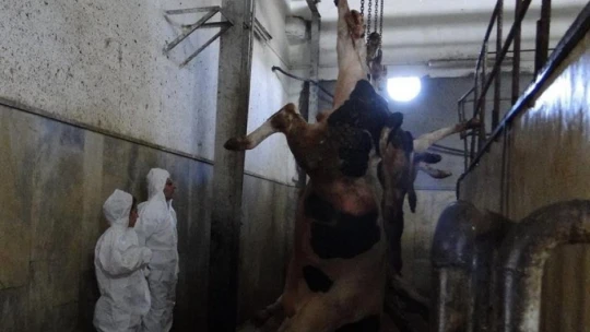 Kurban Bayramı öncesi sıkı kontrol