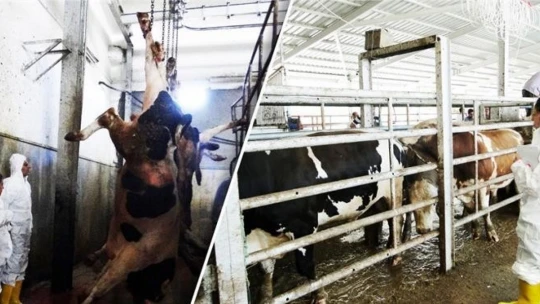 Kurban Bayramı öncesi sıkı kontrol