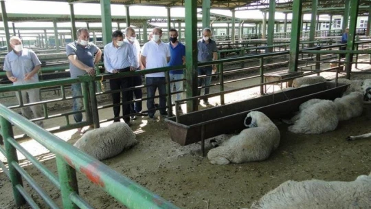 Kurban Bayramı öncesinde hayvan pazarı denetlendi