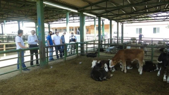 Kurban piyasasında covid 19 gölgesi