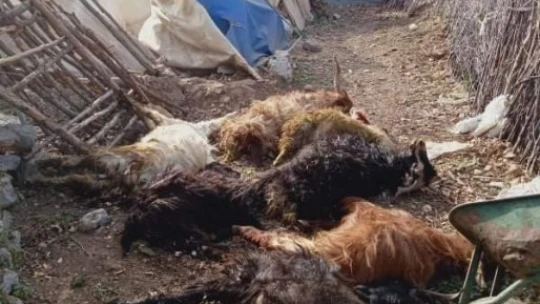 Kurt, 9 keçiyi telef etti