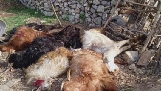 Kurt, 9 keçiyi telef etti