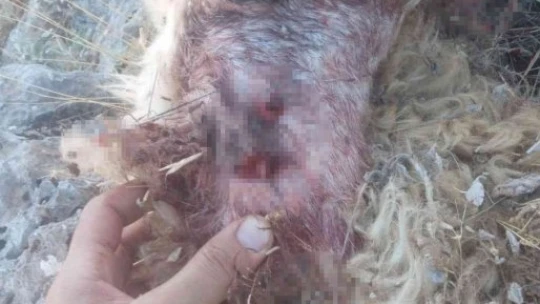 Kurtlar koyun sürüsüne saldırdı