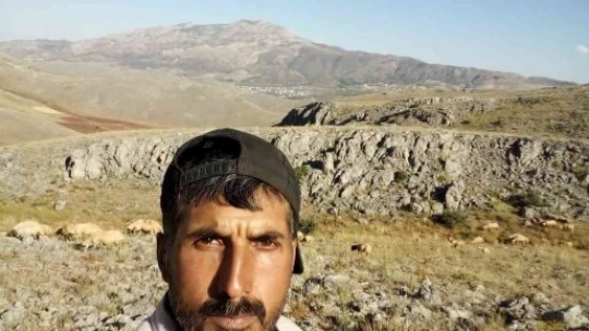 Kurtlar koyun sürüsüne saldırdı