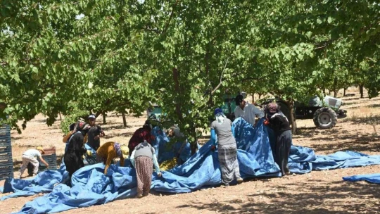 Kuru kayısı ihracatında hedef 500 milyon dolar