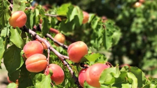 Kuru kayısı ihracatında hedef 500 milyon dolar
