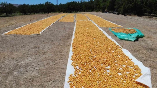 Kuru kayısı ihracatında hedef 500 milyon dolar