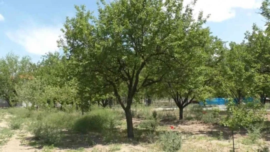 Kayısı Rekoltesi açıklanacakmış!