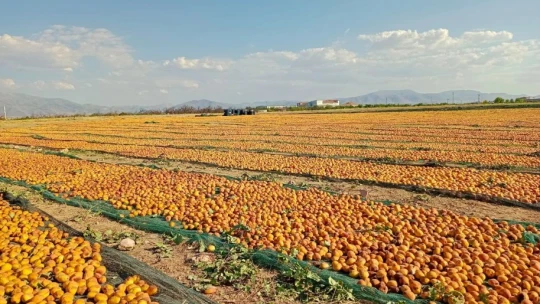 Kuru kayısıda 85 bin tonu aşkın üretim hedefleniyor