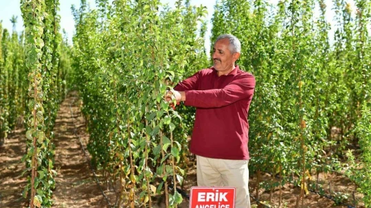 Kuru kayısıdaki fiyat artışı fidelere talebi arttırdı