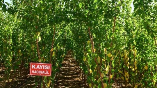 Kuru kayısıdaki fiyat artışı fidelere talebi arttırdı