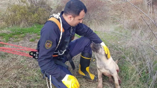 Kuyuya düşen köpek için zamanla yarıştılar