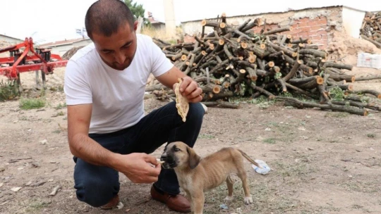 Maaşının üçte birini sokak hayvanları için harcıyor