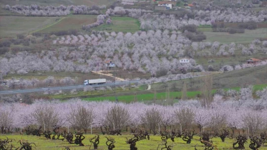 Malatya kayısı beyazına büründü