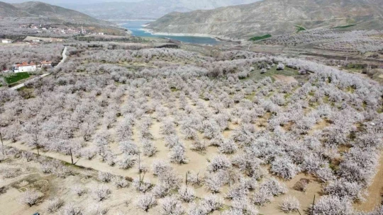 Malatya kayısı beyazına büründü