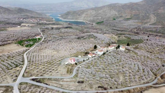 Malatya kayısı beyazına büründü